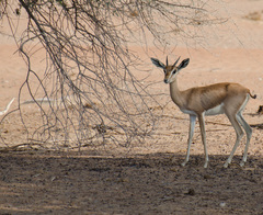Gazella arabica