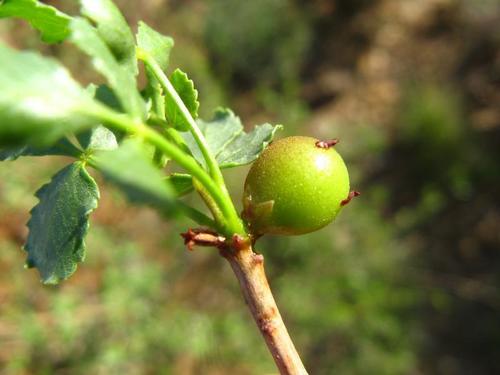 Commiphora dinteri Engl. 2