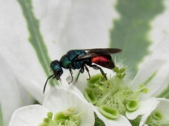 Hedychrum gerstaeckeri