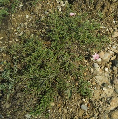 Convolvulus cantabrica