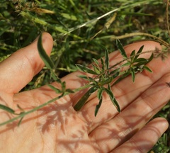 Convolvulus cantabrica