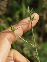 Convolvulus cantabrica