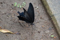 Papilio demetrius