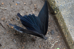 Papilio demetrius