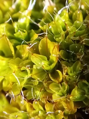 Syntrichia rubella