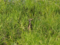 Ixobrychus sturmii