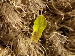 Syntrichia rubella