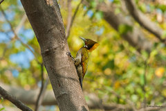 Chrysophlegma flavinucha