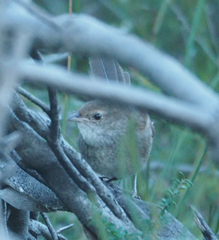 Dasyornis brachypterus