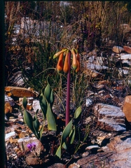 Cyrtanthus obliquus