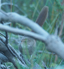 Dasyornis brachypterus