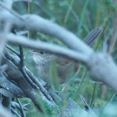 Dasyornis brachypterus