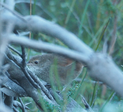 Dasyornis brachypterus