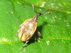 Trigonocolus tibialis