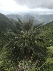 Pritchardia martii