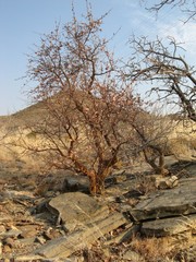 Commiphora glaucescens