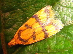 Periacma delegata