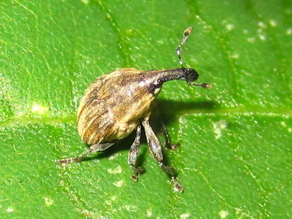 Trigonocolini