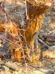 Commiphora glaucescens