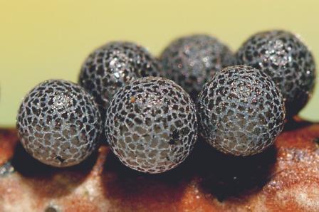 Lamproderma acanthosporum