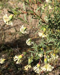 Pimelea stricta