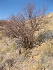 Commiphora glaucescens