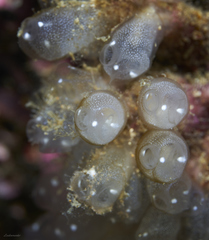 Clavelinidae