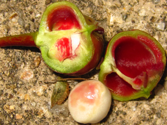 Neoshirakia japonica