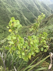 Cheirodendron platyphyllum