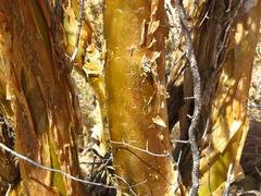 Commiphora glaucescens