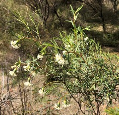 Pimelea stricta
