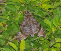 Acosmeryx pseudonaga