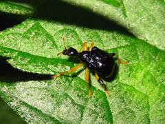 Phymatapoderus flavimanus