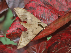 Ambulyx substrigilis