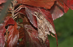 Psilogramma discistriga