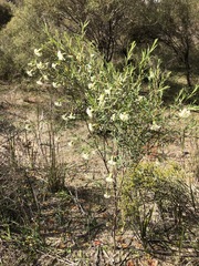 Pimelea stricta