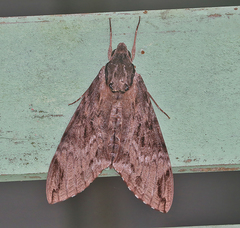 Psilogramma discistriga