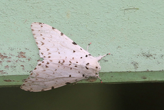 Lymantria marginalis