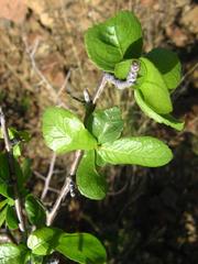 Commiphora pyracanthoides