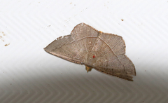 Plesiomorpha flaviceps
