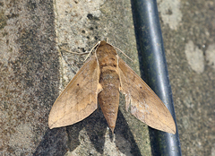 Theretra boisduvalii