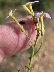 Jamesbrittenia argentea