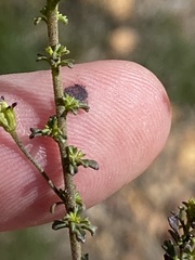 Jamesbrittenia argentea