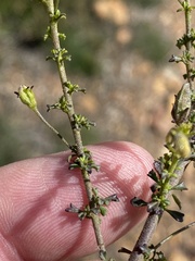 Jamesbrittenia argentea