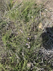 Jamesbrittenia argentea