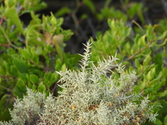 Ulex argenteus argenteus