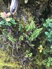 Adenophorus tamariscinus