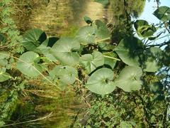 Pergularia daemia daemia