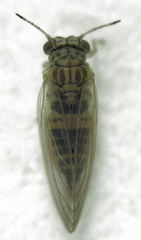 Blastopsylla occidentalis