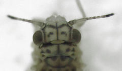 Blastopsylla occidentalis